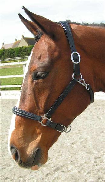 Black leather head collar with choice of Coloured Padding
